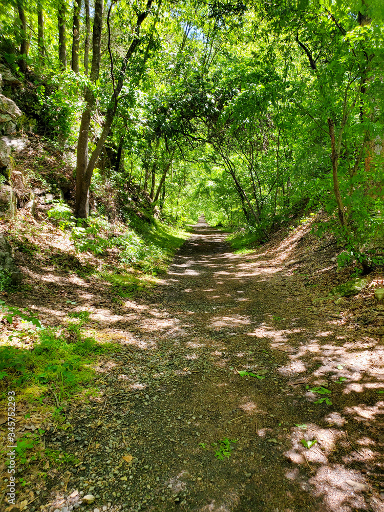 Obraz premium path in the forest