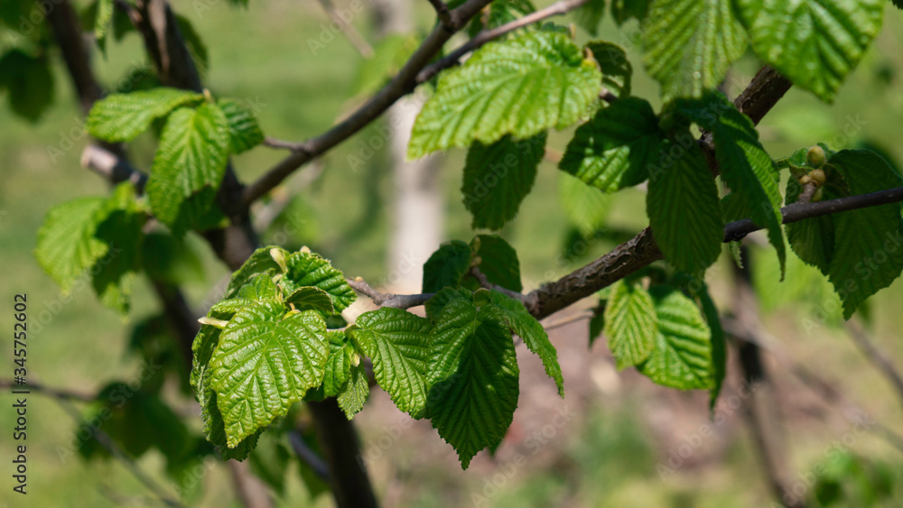 Young green leaves of hazelnut. Young green leaves of hazelnut.
