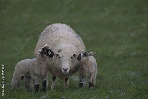 Mlode owieczki u boku mamy photo