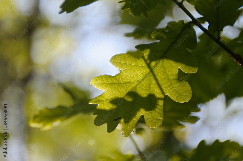 Grünes Eichenlaub im Sonnenlicht Grünes Eichenlaub im Sonnenlicht