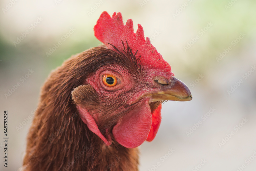 brown hen animal portrait