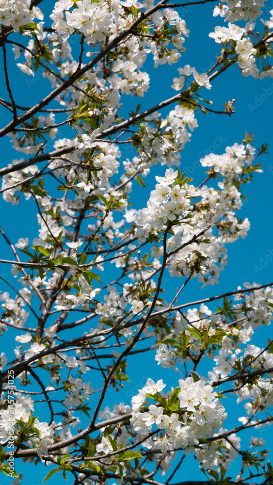 White flowers on branches of a cherry blossom tree