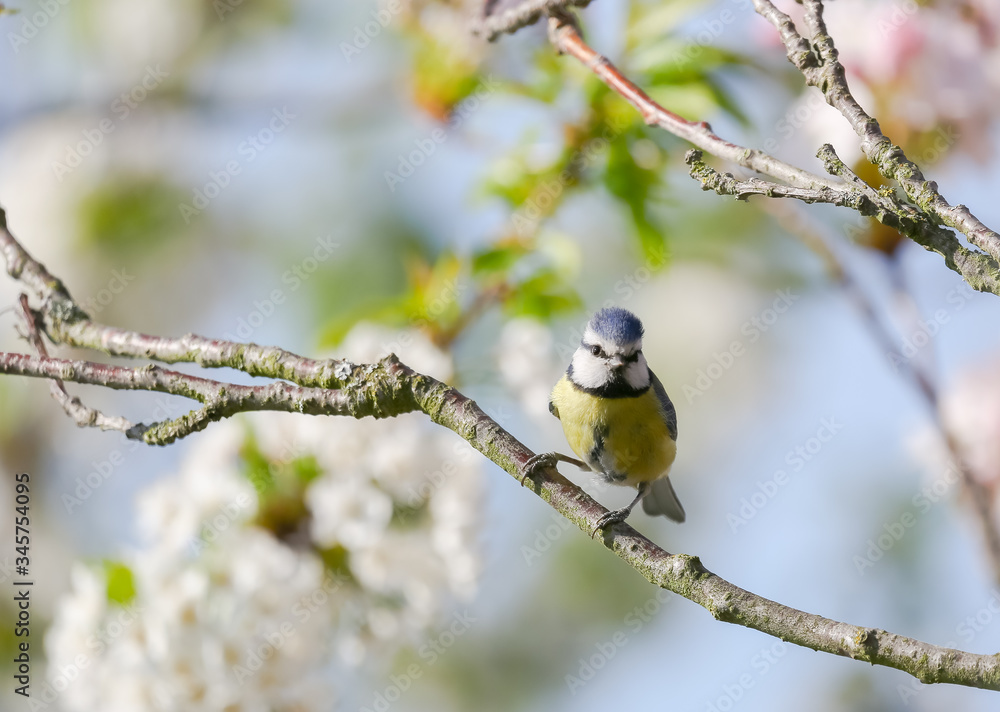 Obraz premium Blaumeise in Kirschbaum 1