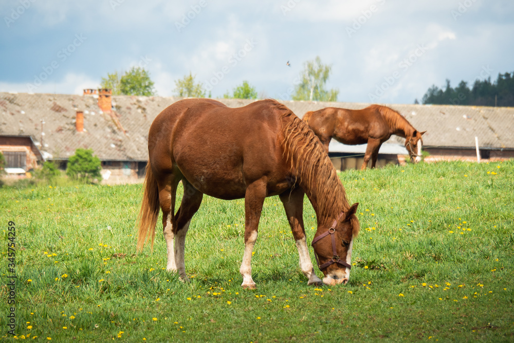 Fototapeta premium Two horses grazing in a beautiful green pasture on a farm. Brown horses in a green pasture. Czech Republic