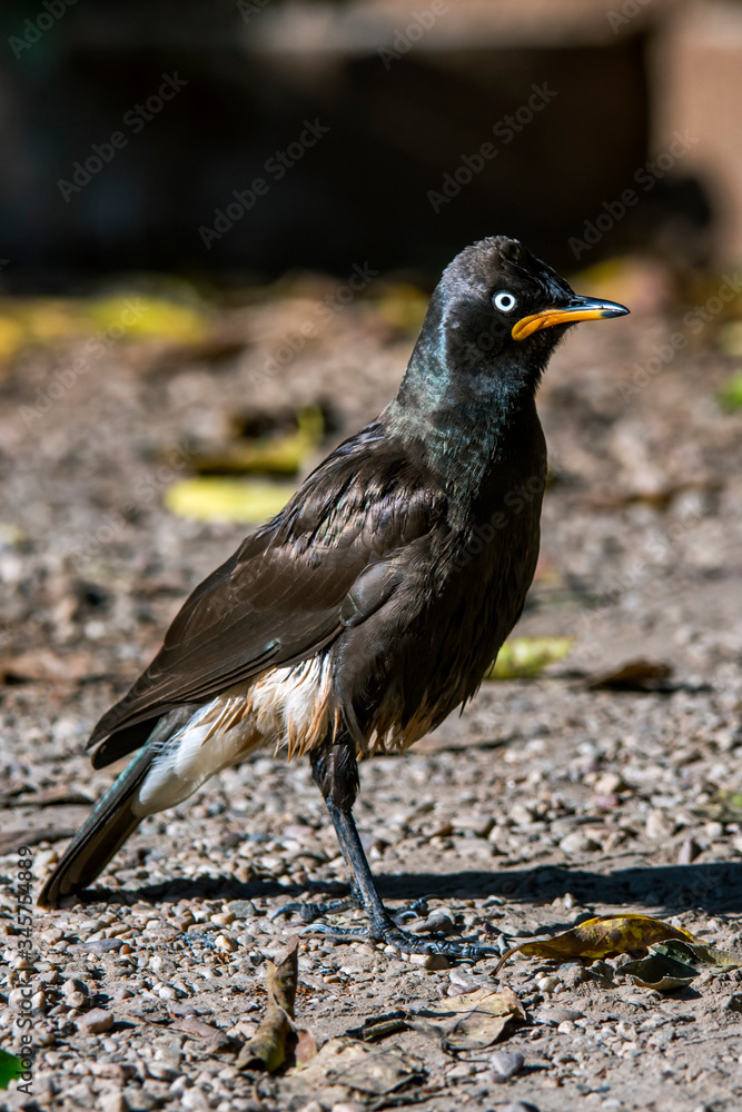 Pied starling photographed in South Africa. Picture made in 2019. Pied starling photographed in South Africa. Picture made in 2019.