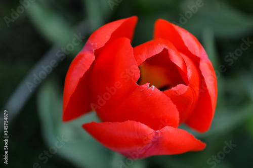 drop-down bud of a beautiful red tulip.