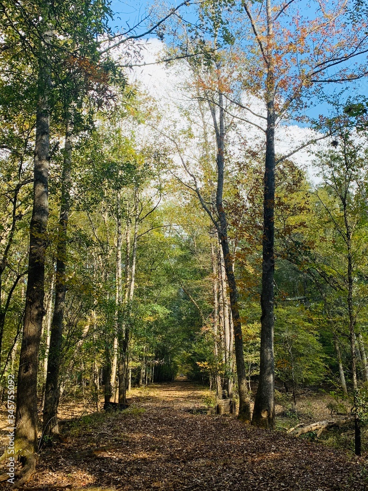 autumn in the forest autumn in the forest