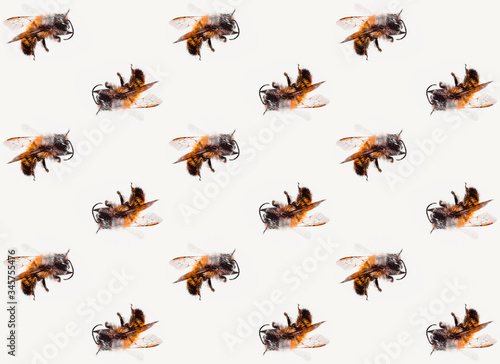 bees pattern macro © Hh