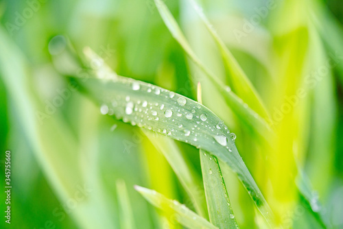 water drops on the green grass. Spring morning dew on fresh greenery. Gentle colors. Selective focus, blur and bokeh background © irishasel