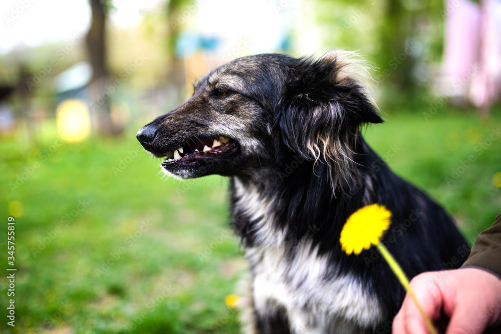 Fototapeta premium Happy dog with a dandelion on the green grass