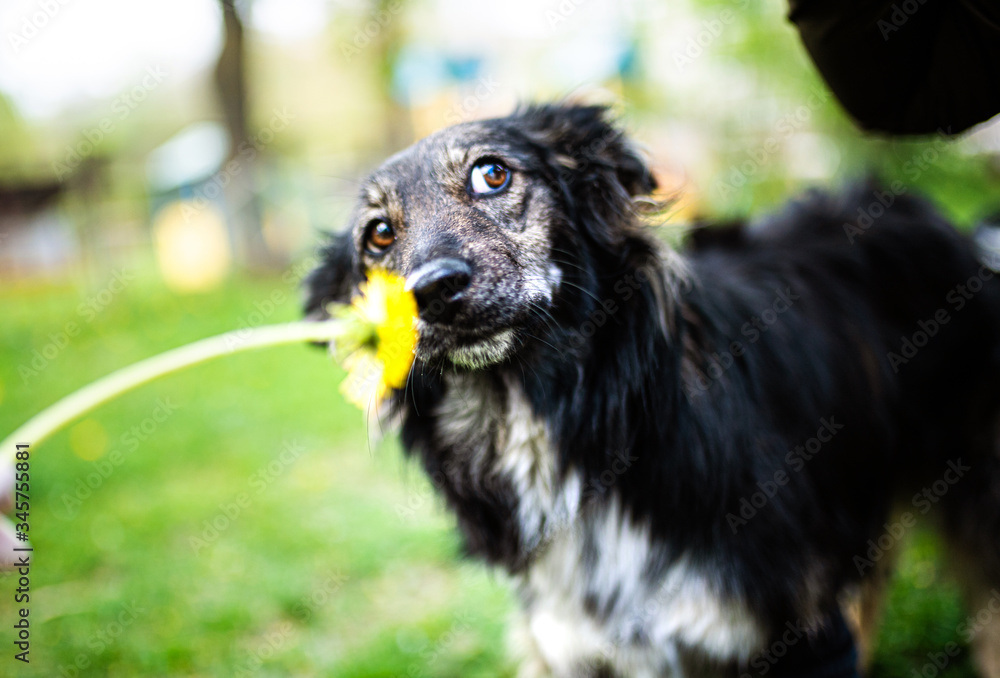 Fototapeta premium Happy dog with a dandelion on the green grass