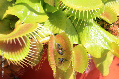 Venus fly (Dionaea muscipula) ready to hunt with his red inviting traps