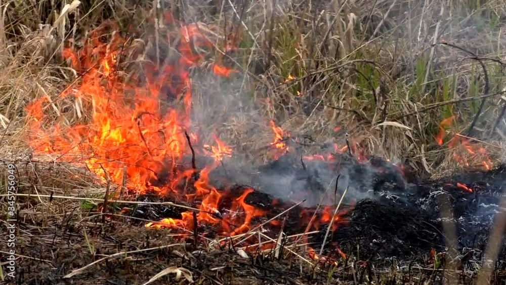 Spreading fire in the dry grass. Burning of forests threaten disaster. Spreading fire in the dry grass. Burning of forests threaten disaster.