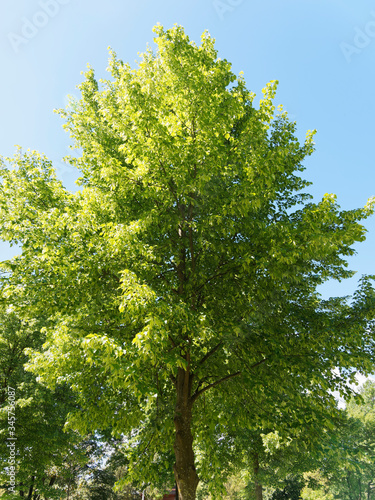 Couronne du Tilleul commun ou tilia europaea au feuillage vert printanier sous un ciel bleu