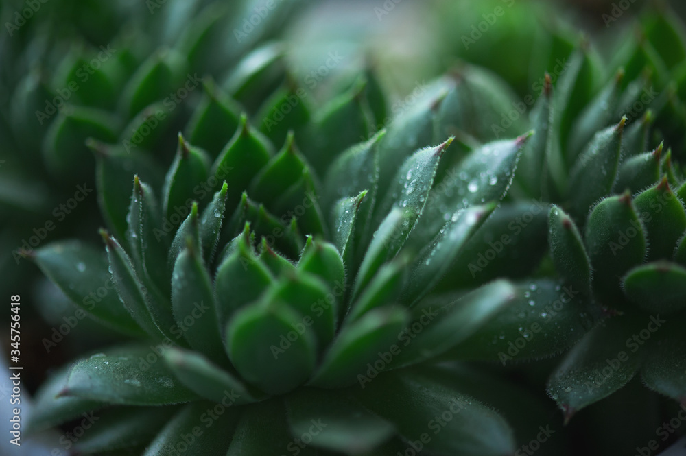 Fototapeta premium Green sprouts of flowers sprout in the spring garden. Close-up.