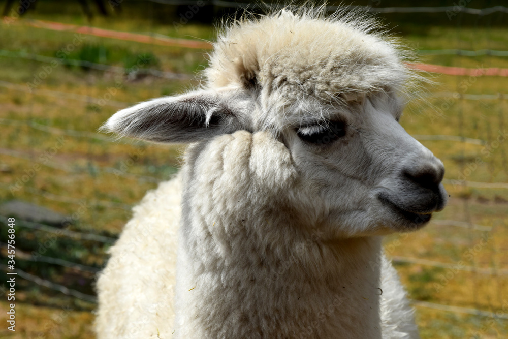 white alpaca head looking into the distance white alpaca head looking into the distance