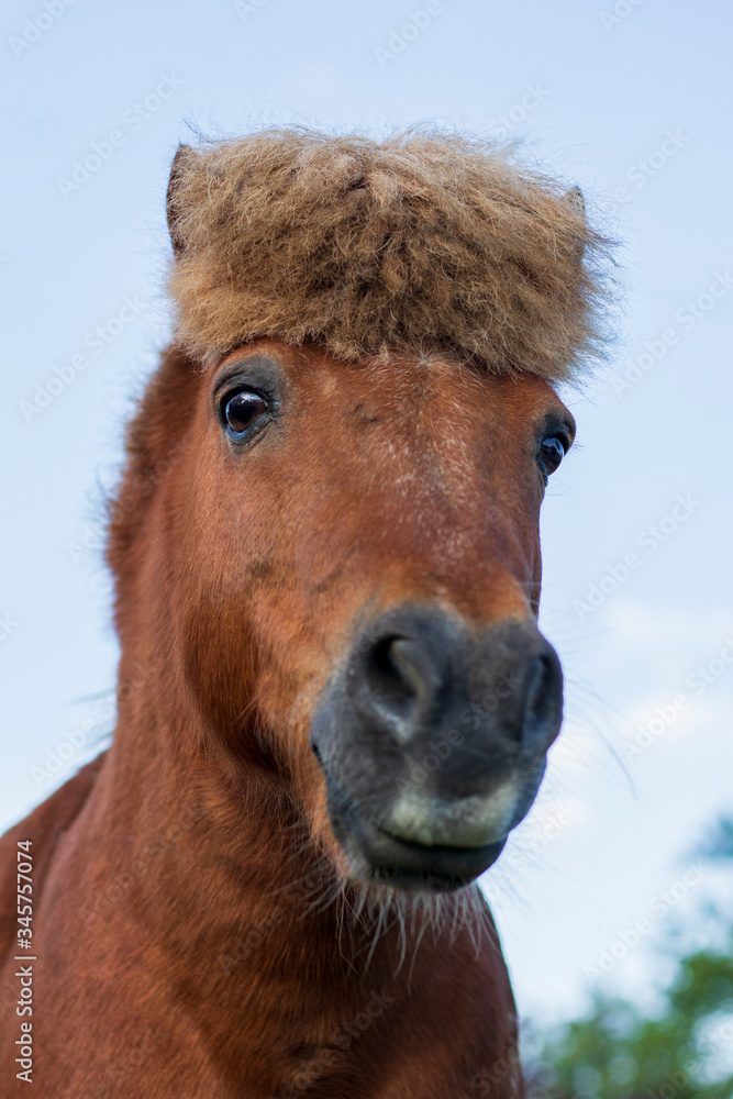 Fototapeta premium portrait of a pony with funny haircut under a blue sky