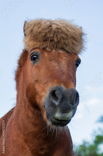 portrait of a pony with funny haircut under a blue sky © Amber
