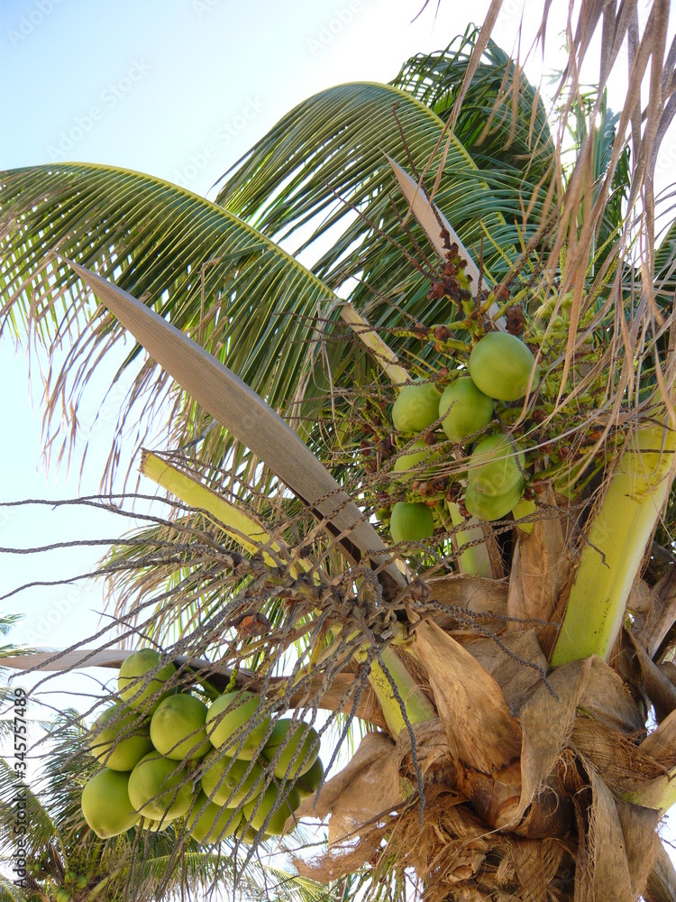 Fototapeta premium Joao Pessoa