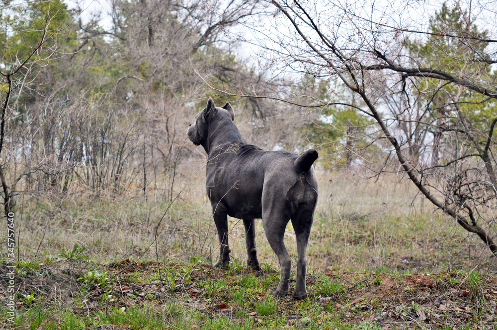 Dog breed Italian Cane Corso peers into the forest. Dog breed Italian Cane Corso peers into the forest.