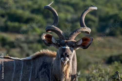 kudu photographed in South Africa. Picture made in 2019.