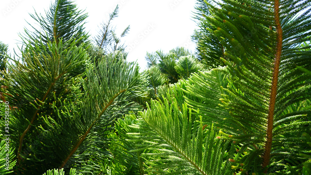 Fototapeta premium Natural green plant background .coniferous branches and leaves of Japanese cedar. needles growing up subtropical trees. composition of young branches. cryptomeria