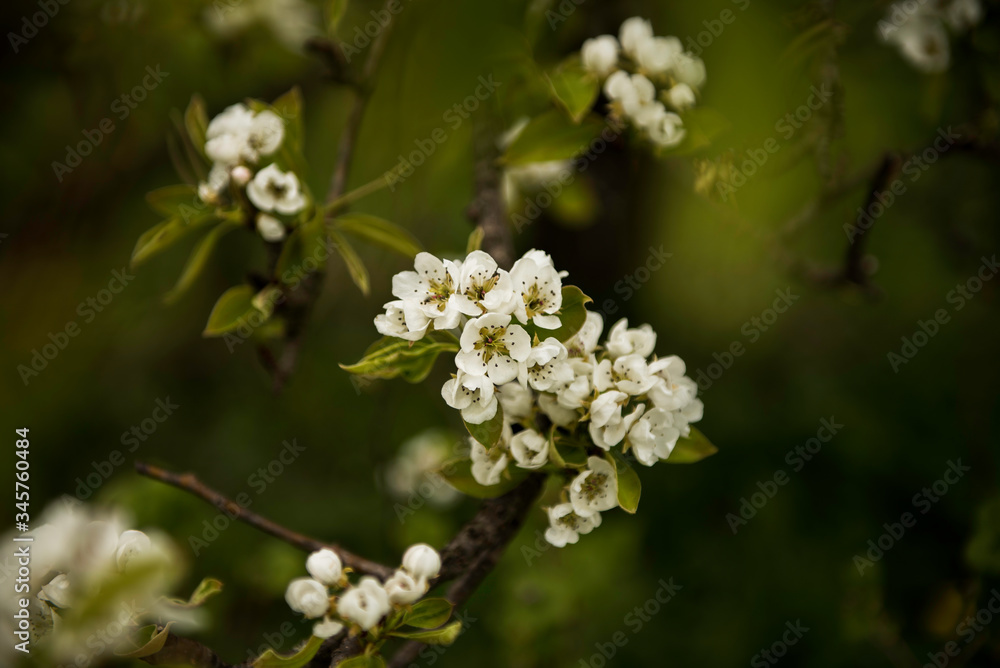 Pear tree blossom Pear tree blossom