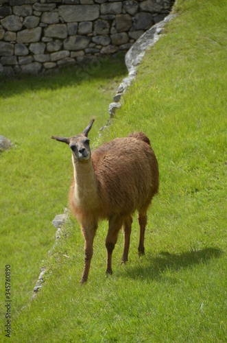 Fototapeta Naklejka Na Ścianę i Meble -  lama w Machu Picchu