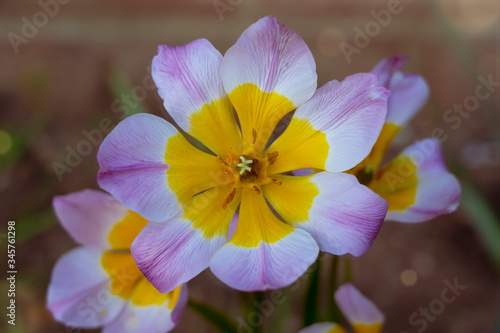  Tulipa saxatilis with Lilac and yellow colour,  Beautiful Wild tulip flower photo