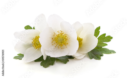 Φωτογραφία Bouquet of white anemones.