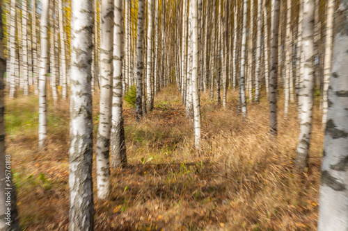 Birch trees on a bright sunny day. Abstract photo. Colorful textured background. long shutter speed  selective focus