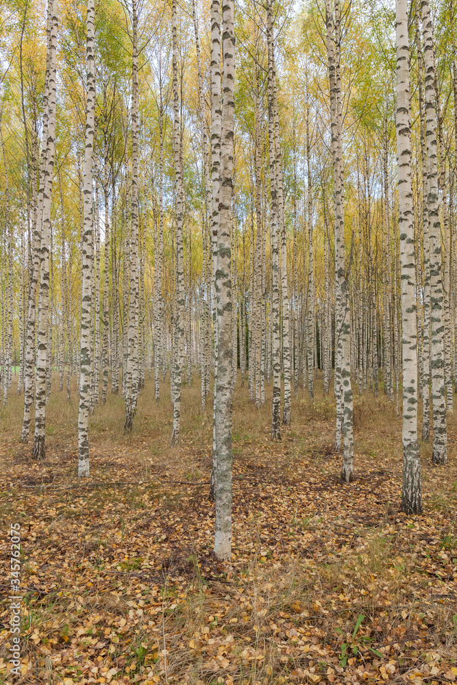 Birch trees with fresh green leaves in autumn. Sweden, selective focus Birch trees with fresh green leaves in autumn. Sweden, selective focus
