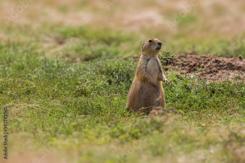 prairie dog on the ground