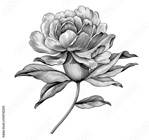 Peony rose flower vintage engraved black and white botanical illustration. Vector floral retro botany Victorian pattern. Filigree Baroque tattoo design