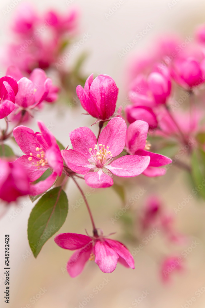 Flowers of an apple-tree of Nedzvetsky (Malus niedzwetzkyana Dieck)