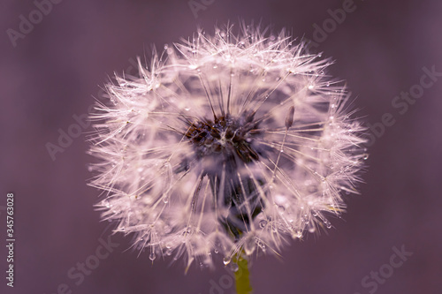 Close-up drops of water on dandelion pink background