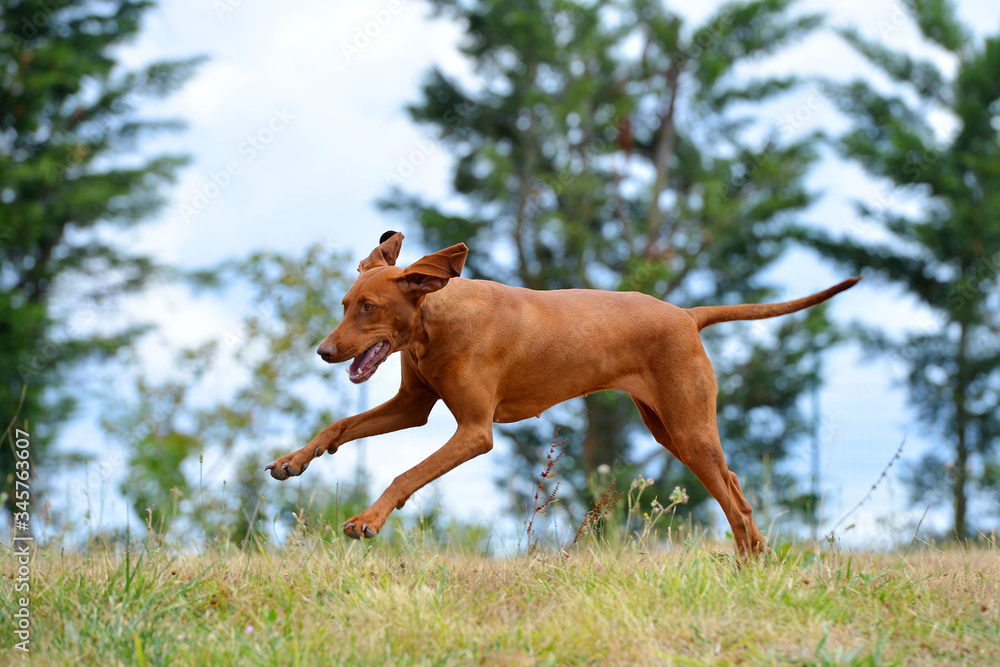 Red hungarian Vizsla playing and running in the field in early spring. Red hungarian Vizsla playing and running in the field in early spring.