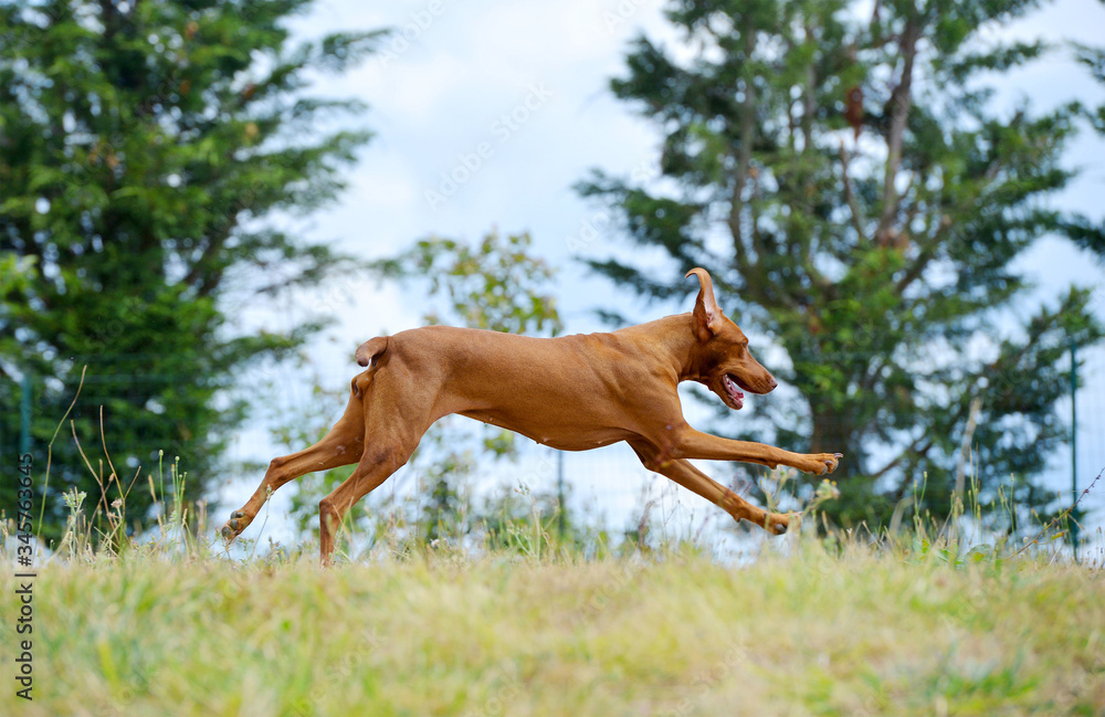 Red hungarian Vizsla playing and running in the field in early spring.