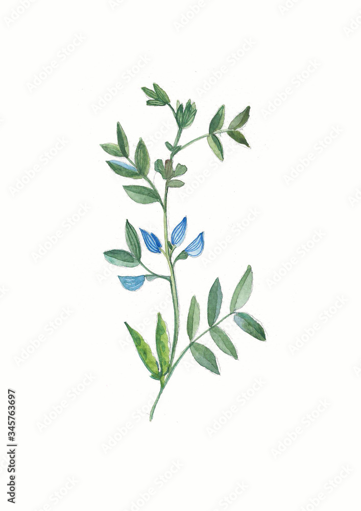 watercolor flower of legume. Herbs and Wild Flowers. Botany. Vintage flowers. Colorful illustration in the style of engravings.