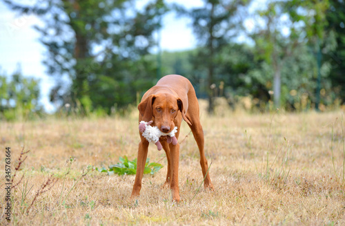 Red hungarian Vizsla playing and running in the field in early spring.