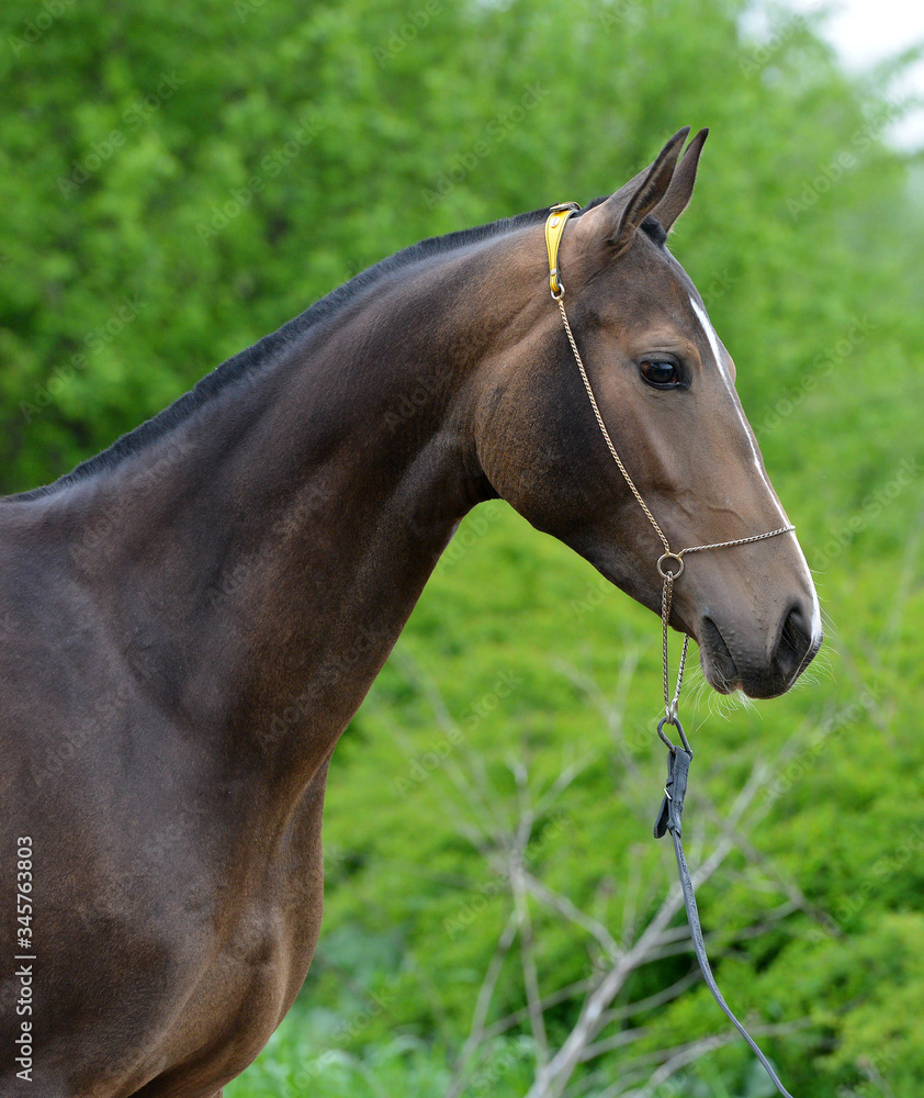 Dark buckskin akhal teke horse in the show halter against green leafy background. Dark buckskin akhal teke horse in the show halter against green leafy background.