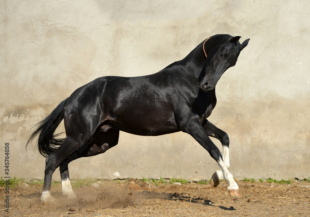 Magnificent black akhal teke stallion with four white legs running and playing in the paddock with yellow wall. Animal in motion.