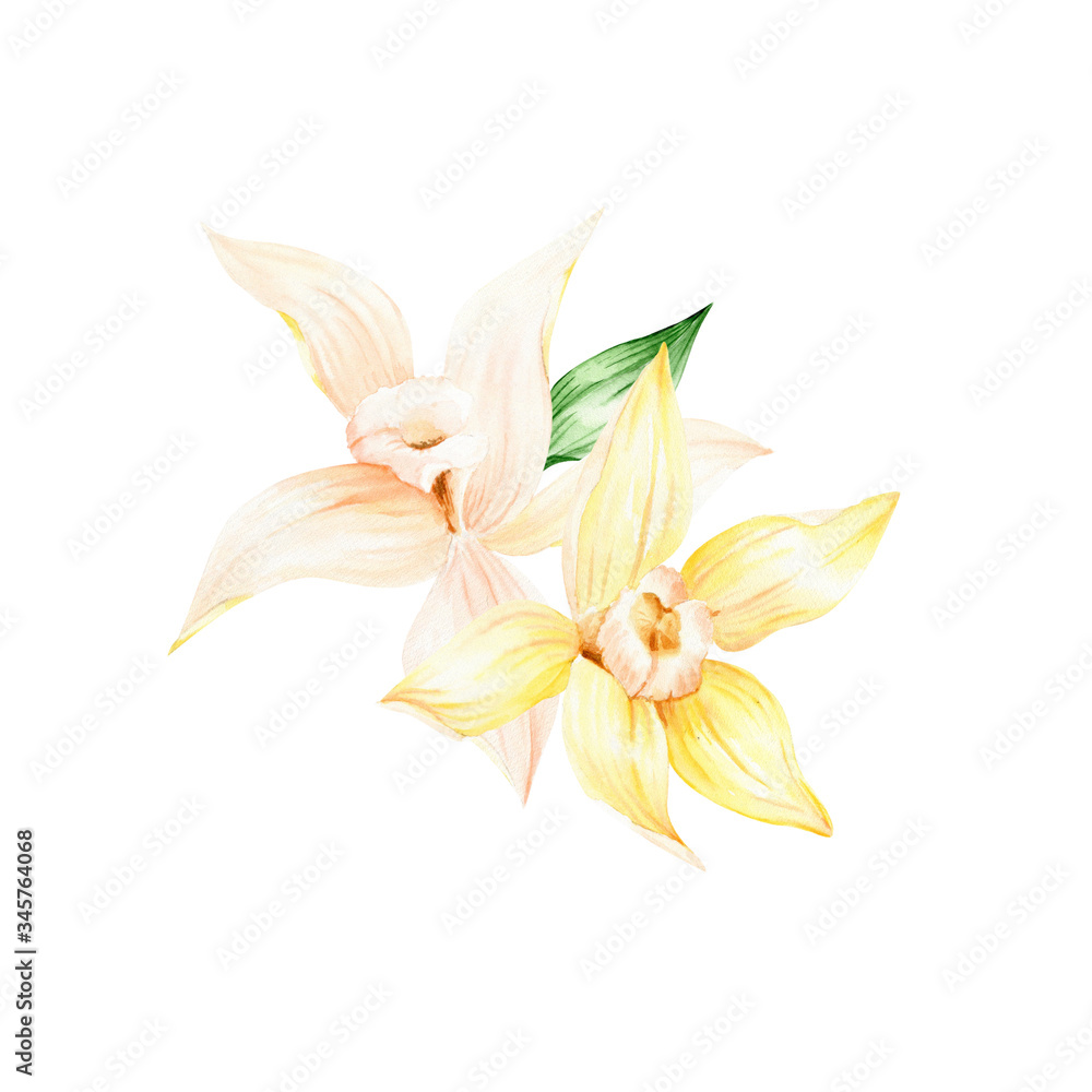 Obraz premium Vanilla clipart for tropical wedding. Vanilla yellow flowers watercolor clipart. Vanilla Orchid flowers illustration 
