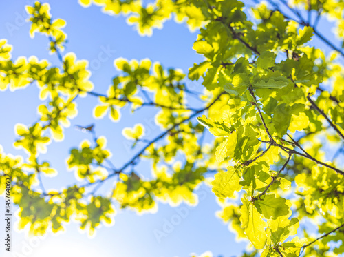 Close up green leaf nature on blurred greenery and blue sky background with copy space under sunlight, ecology, fresh concept.