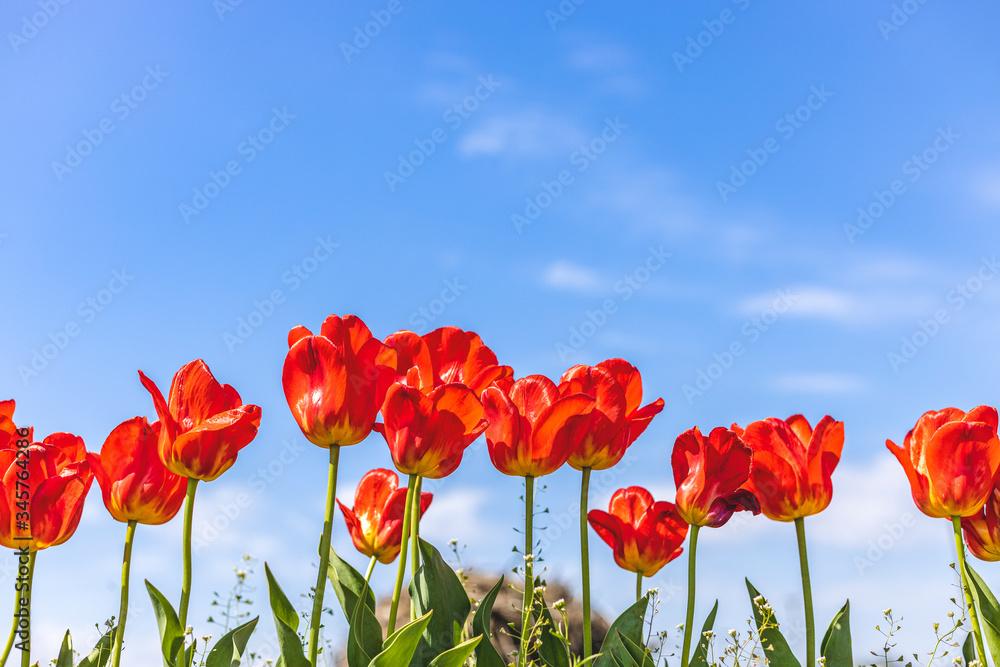 Fototapeta premium Bright red tulips on blue sky background. Colorful spring composition