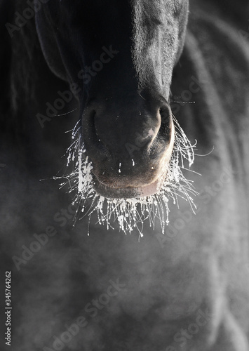 Black horse nose and lips in snow and frozen whiskers close-up. Horse breathing in a cold weather producing vapor.