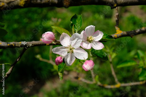 Blooming apple trees in spring park close up