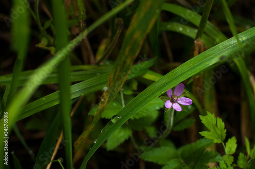 purple flower on a grass background © Yanchapaxi