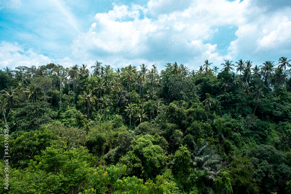 Tropical rain forest jungle with gigantic palm and banyan trees in Ubud, Bali Island Tropical rain forest jungle with gigantic palm and banyan trees in Ubud, Bali Island