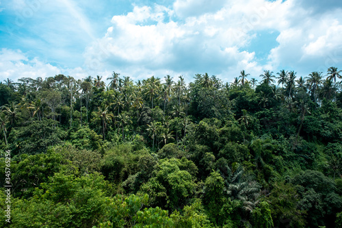 Tropical rain forest jungle with gigantic palm and banyan trees in Ubud  Bali Island